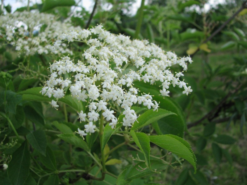 Holunder Blüten bio
